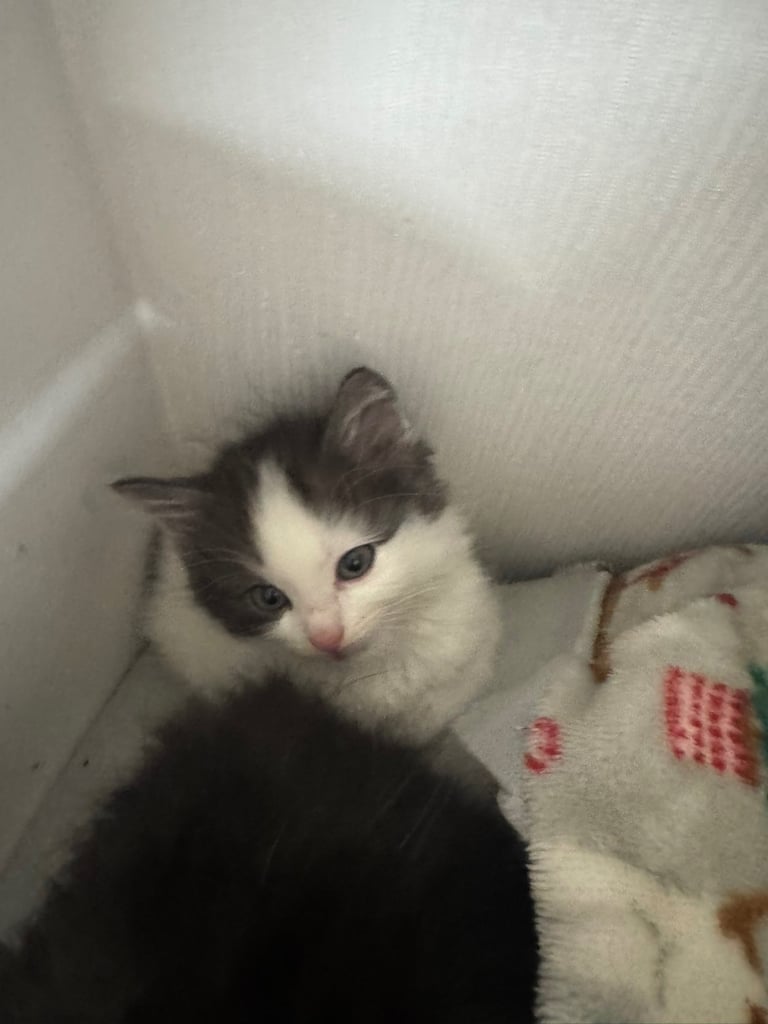 5 kittens ready for forever homes 