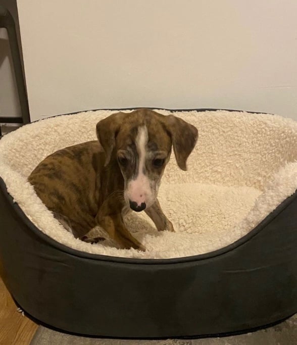 Saluki grey hound pup