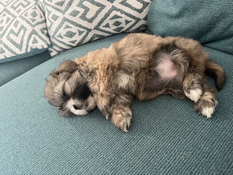 Shihpoo puppy 