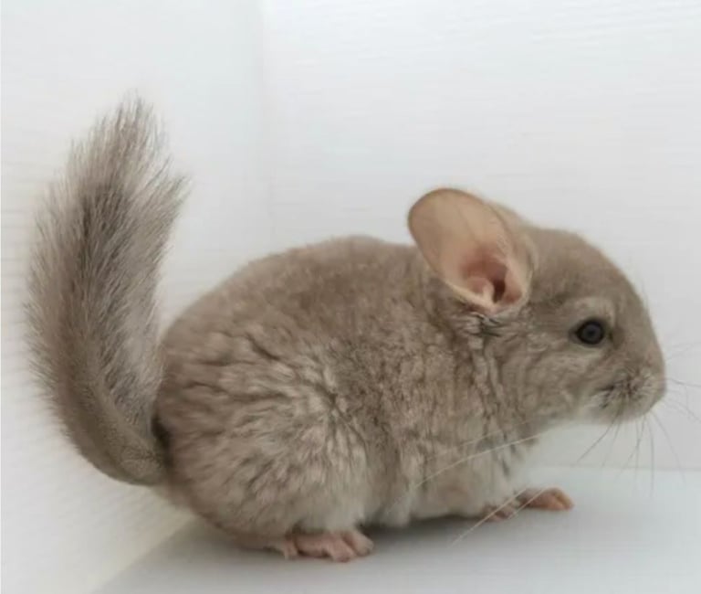 image for Baby beige chinchilla