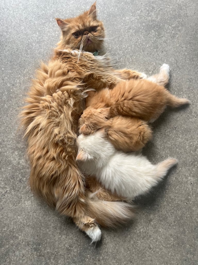 Exotic Persian kittens ready to leave sunday the 19th! 