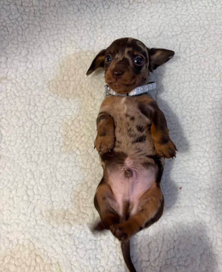 Miniature Dachshund Puppies 