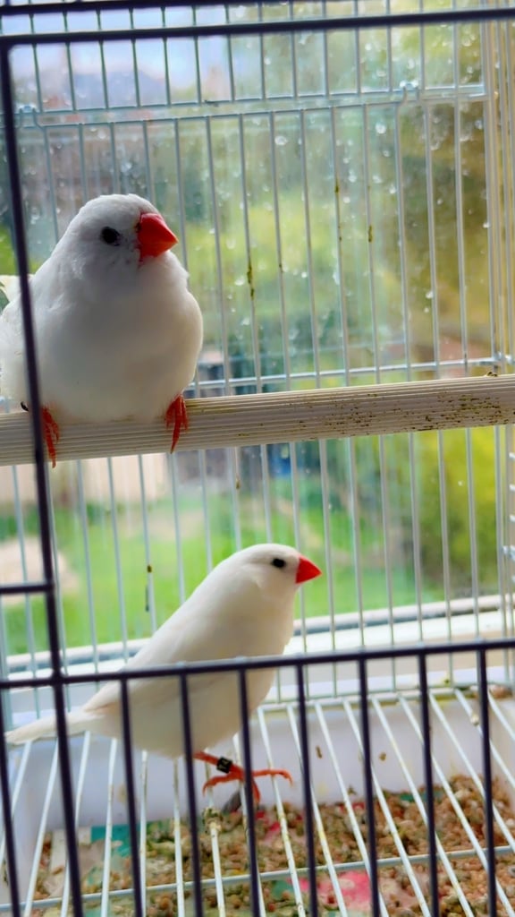 4 PAIRS OF GOOD SIZED ZFS RUNG ZEBRA FINCHES