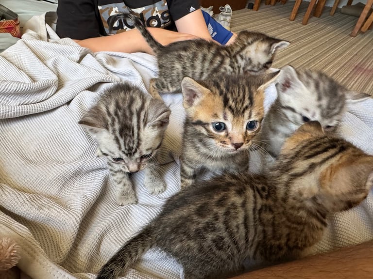 Bengal kittens 
