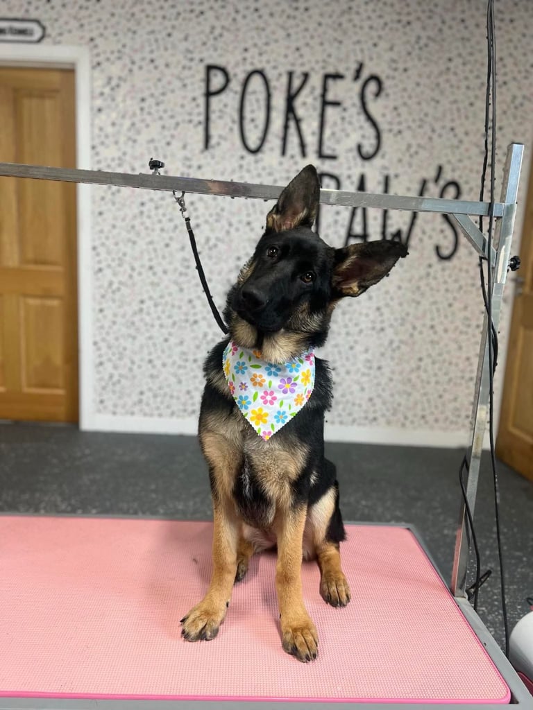 10 month old German Shepard 