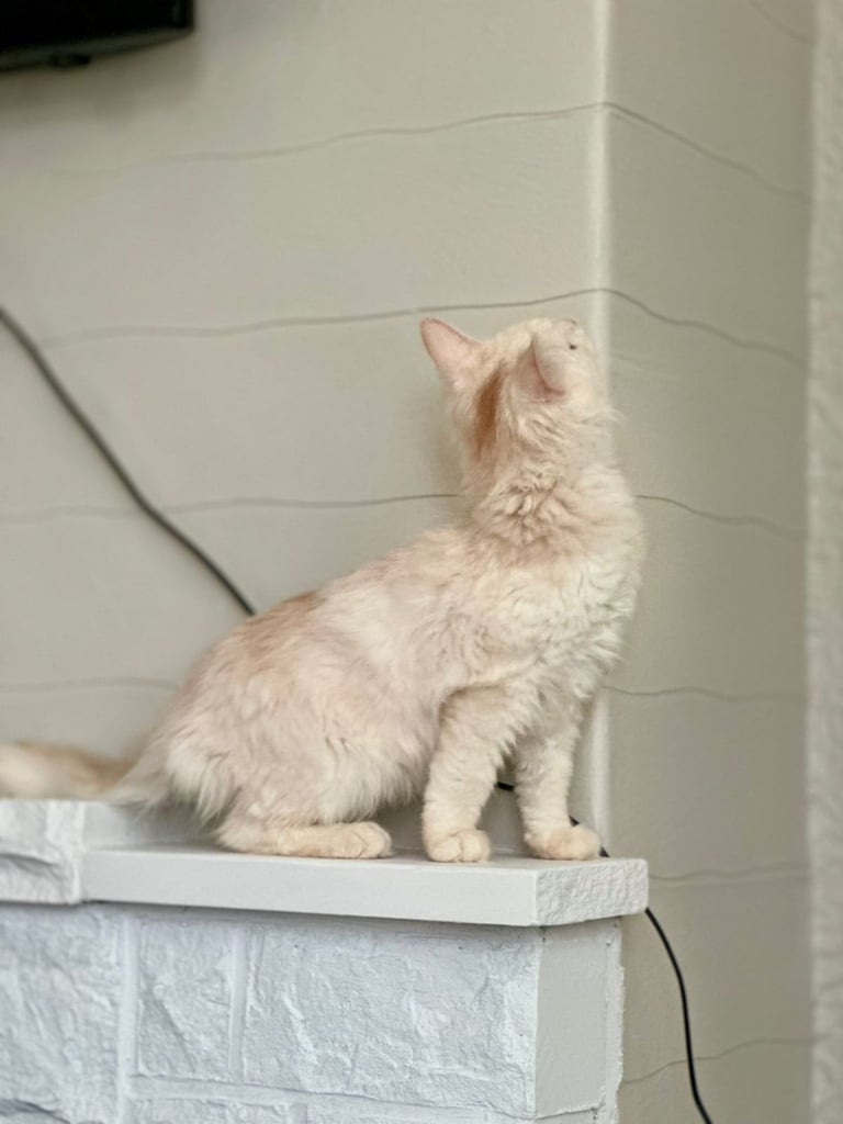 Stunning Maine Coon Kitten
