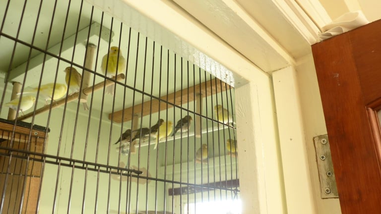 image for Canaries  for sale