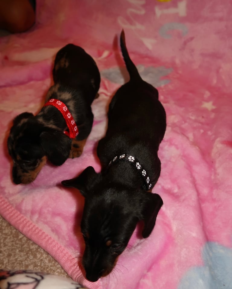 Miniature dachshund pups