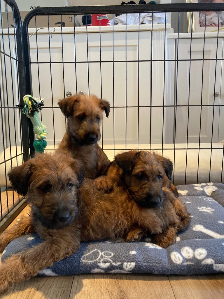 Irish terrier puppys 