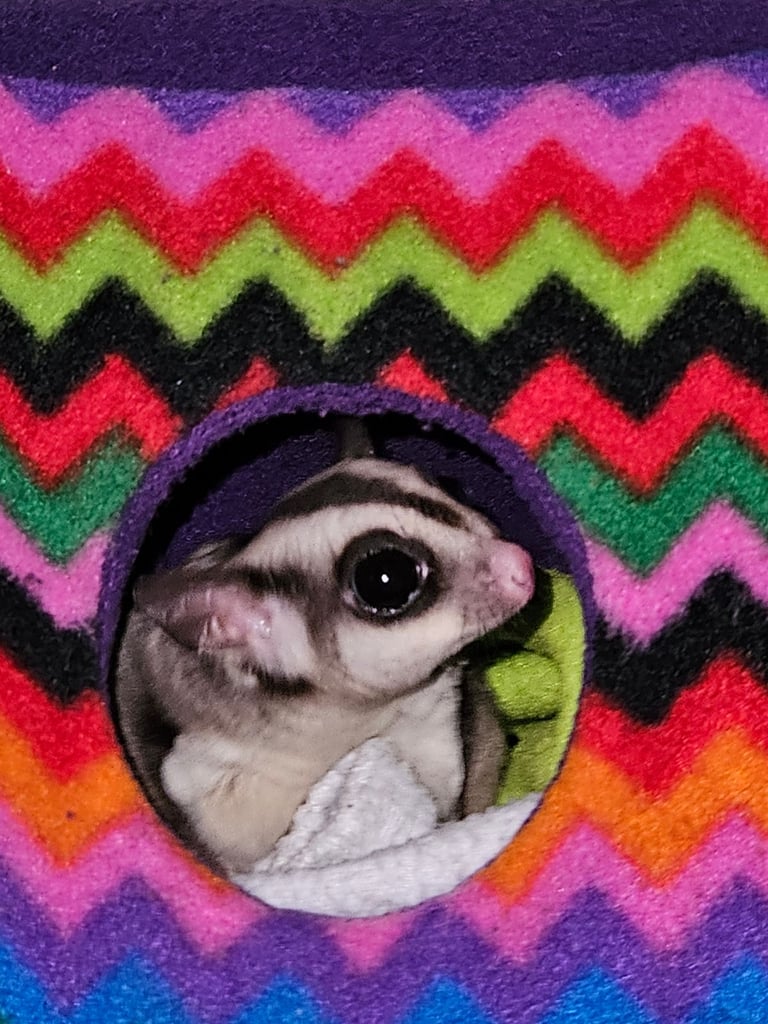 Sugar gliders