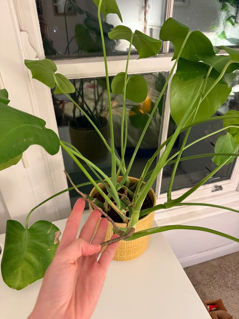 Monstera plant (without planter)