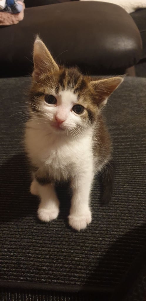 Maine coon kittens 