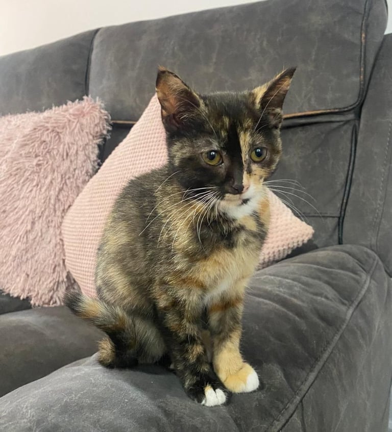 Tortoiseshell female kitten 16 weeks