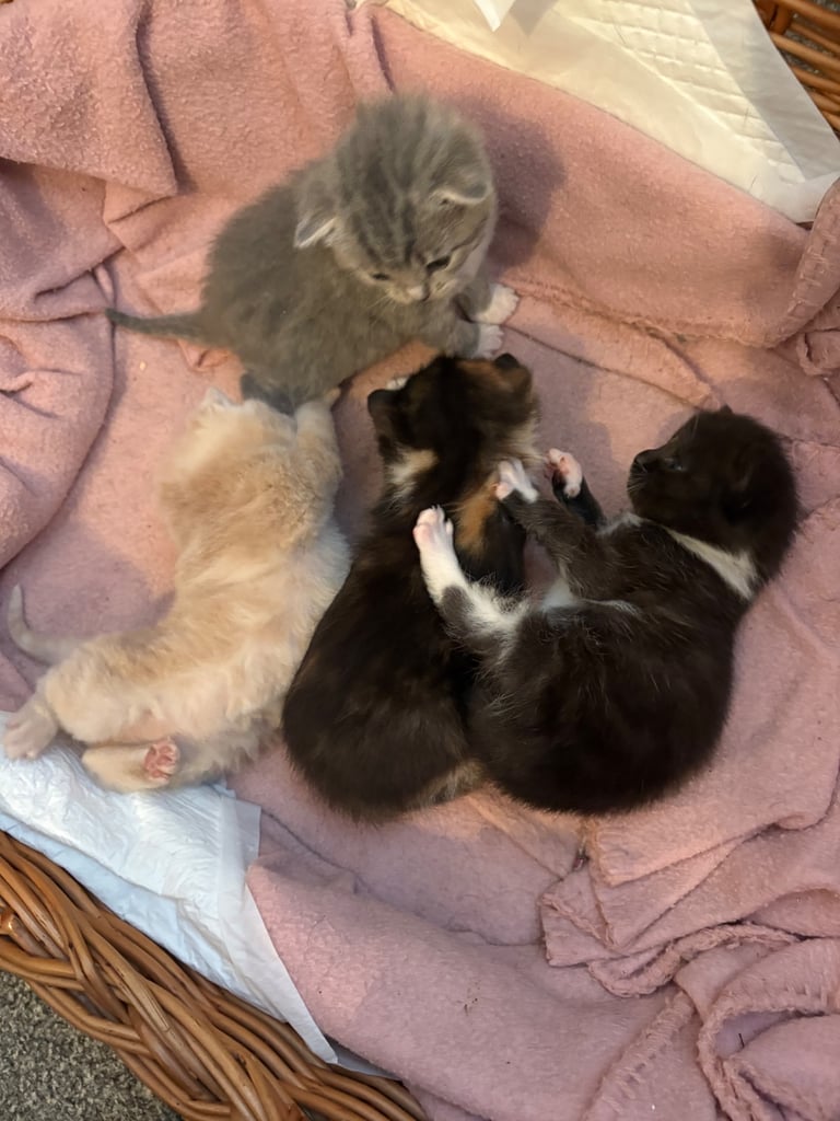Half BSH kittens ( only black left )
