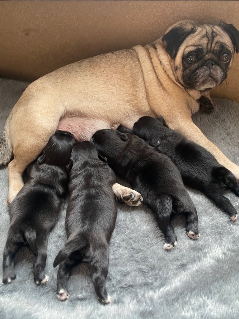 pugzu puppies for sale 