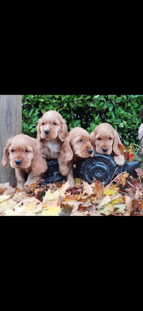 Show Type Cocker Spaniel Puppies