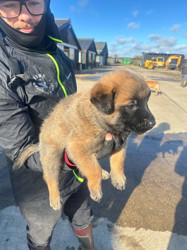 🐾🐾Belgium Malinios pups🐾🐾