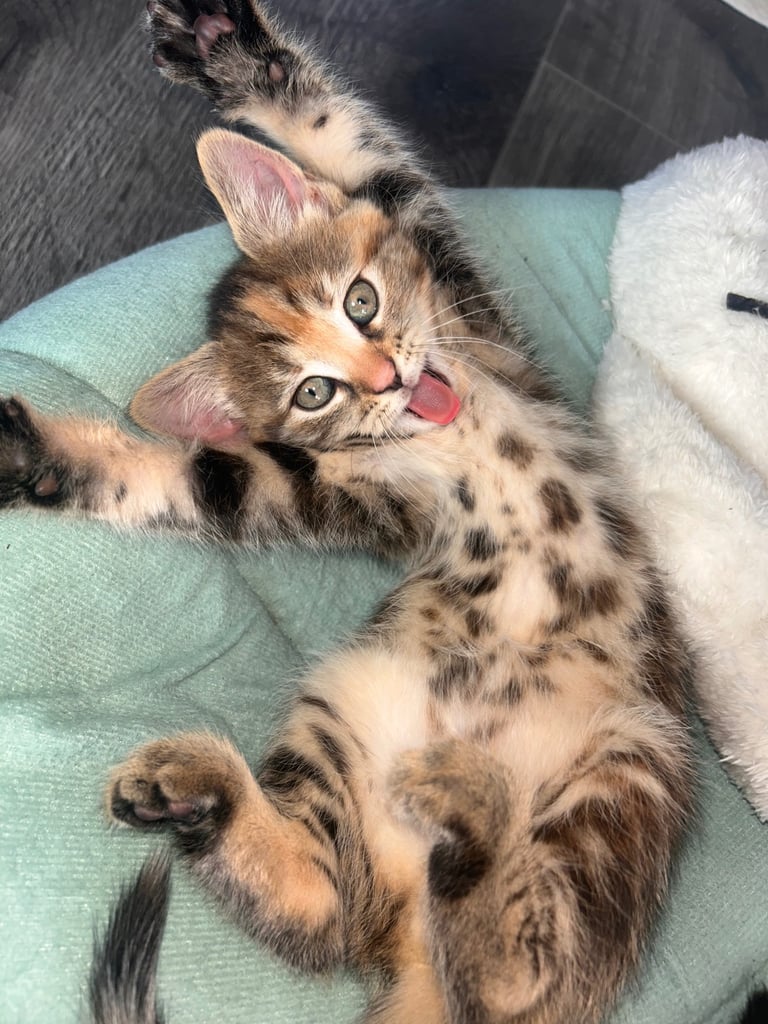 🐾 Adorable Kittens Looking for Their Forever Homes – 2 Girls & 3 Boys🐾