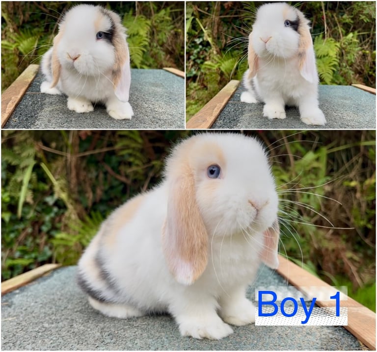 Baby mini lops ready now 