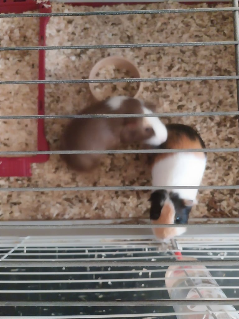Gine pigs