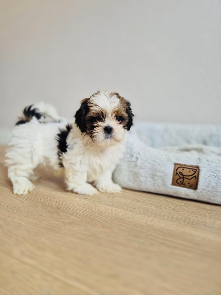 Shihtzu