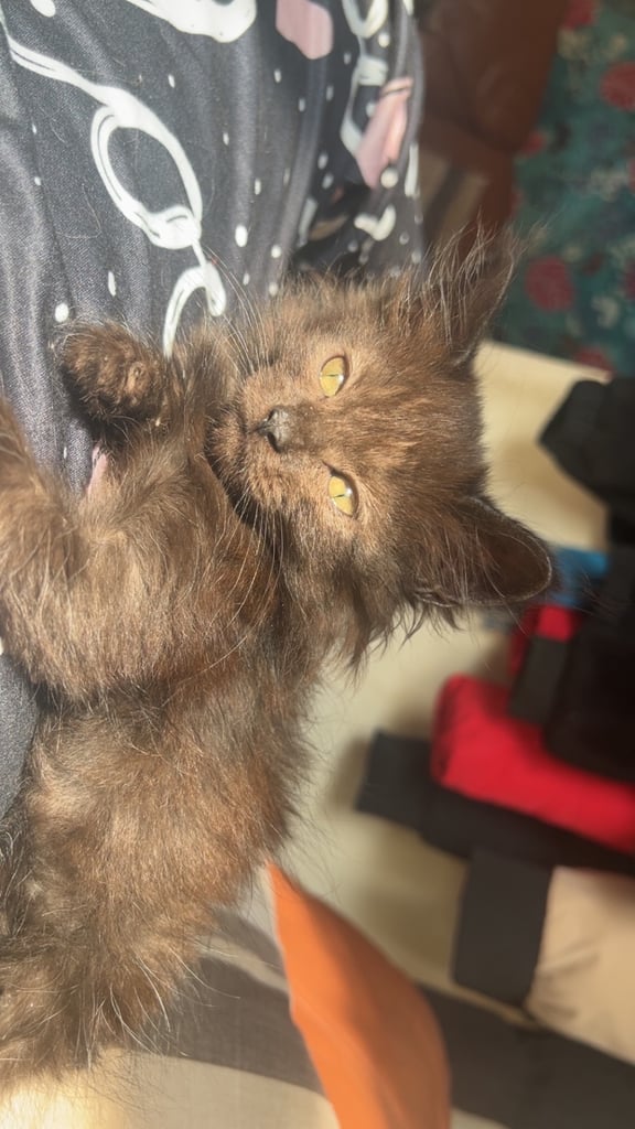 3 kittens for sale fluffy bengal maincoons 