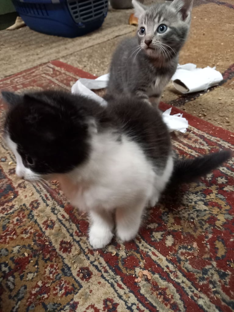 Kitten's for sale 