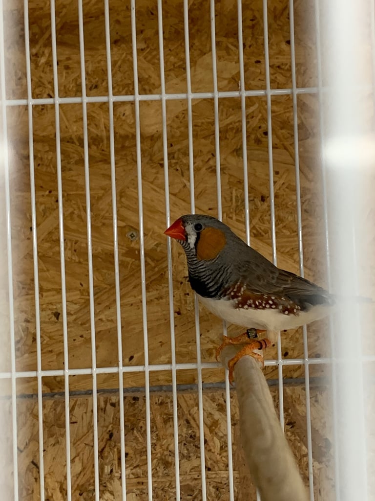 Diamond Dove £10 and Zebra Finches £5