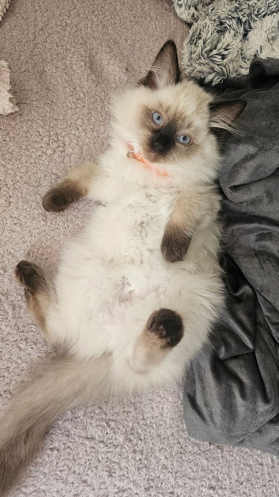 Ragdoll Kittens