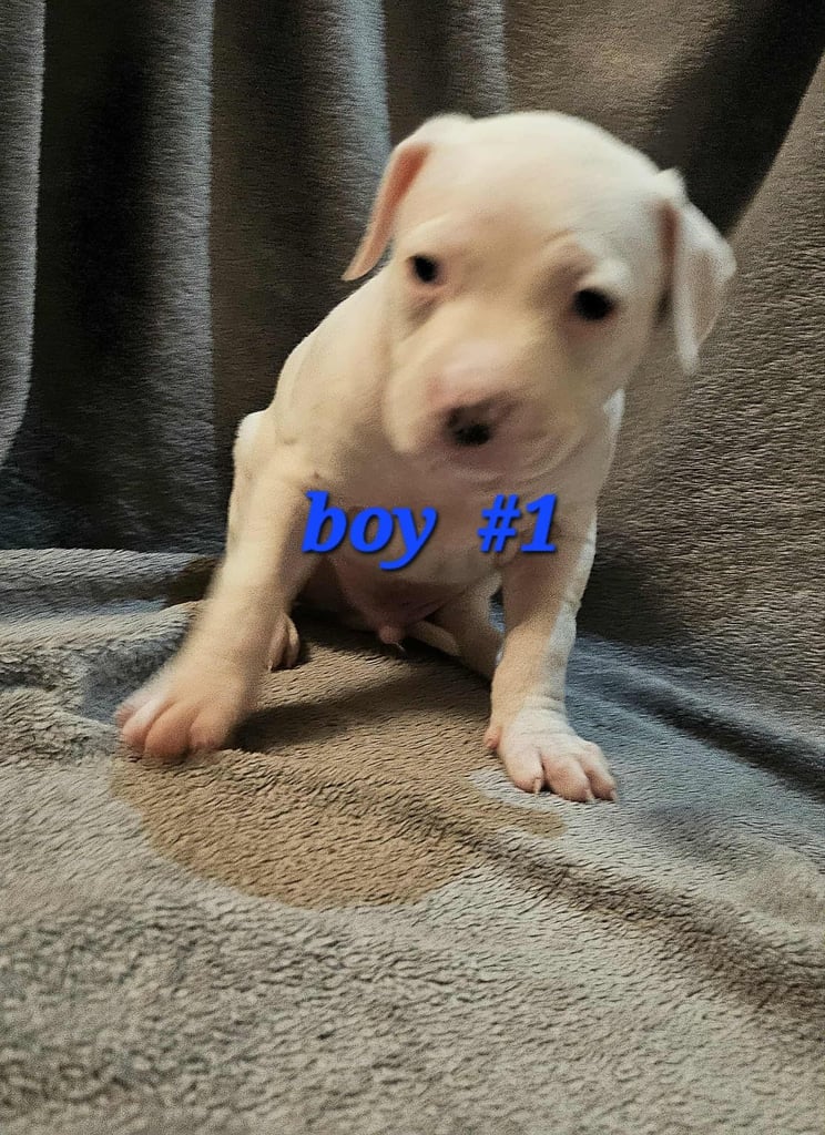American bulldog puppies