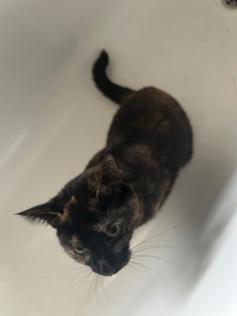 Female Domestic short haired tabby cat