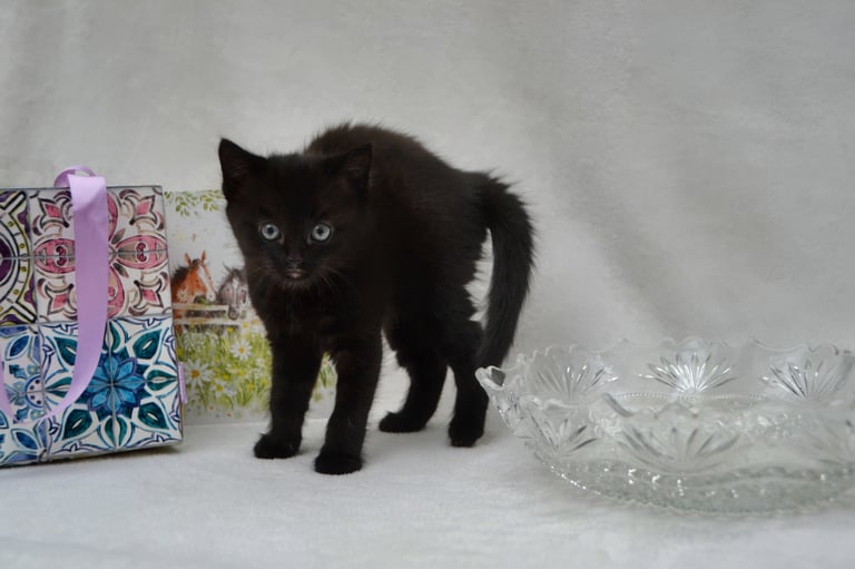 Maine-Coone/Bombay Mixed Kitten (1 LEFT)