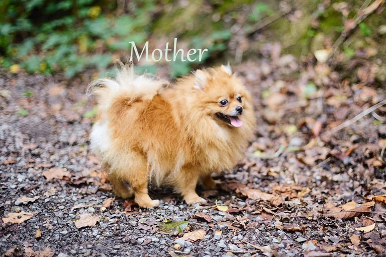 Pomeranian puppies - 2 boys