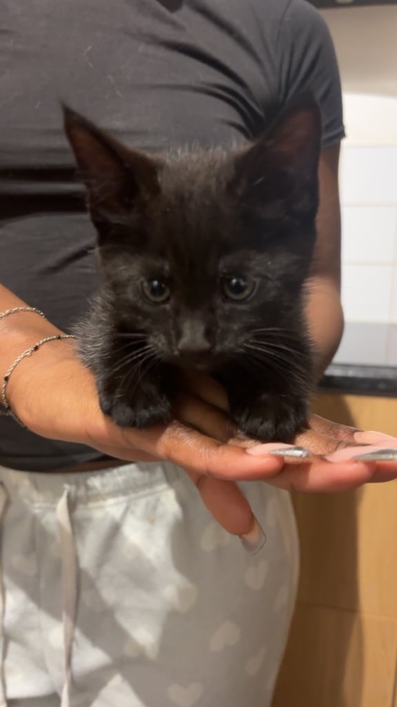 Maine Coon Cross kitten