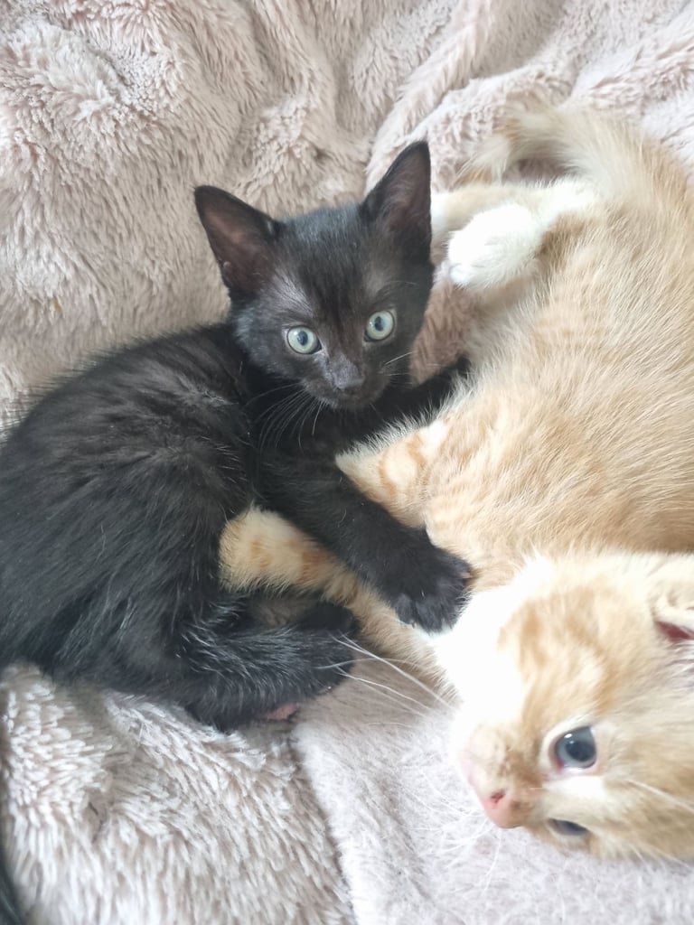 Black cross bengal kitten 