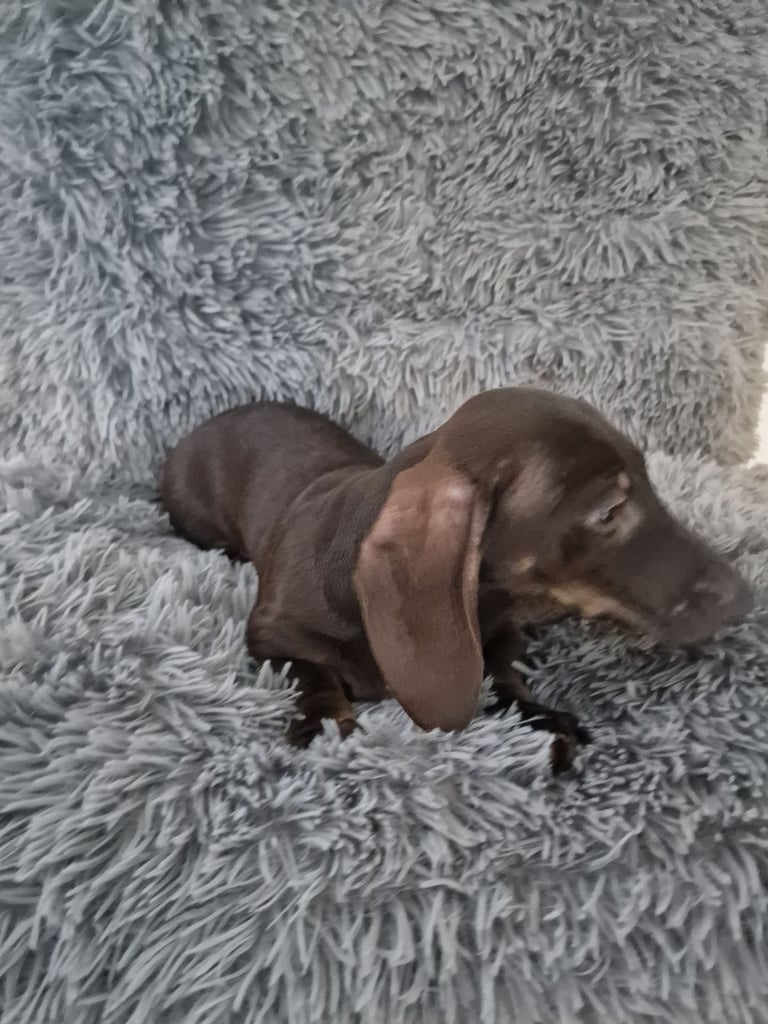 Miniture dachshund puppies 