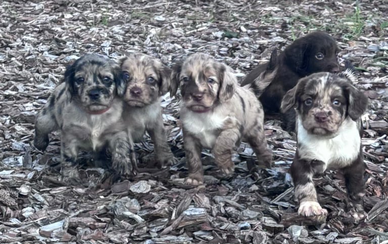 Sprocker spaniel 1 chocolate boy left 🤎