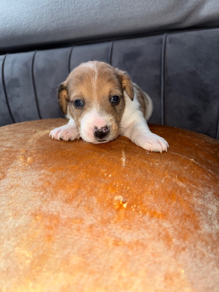 Two gorgeous Jack Russell puppies left