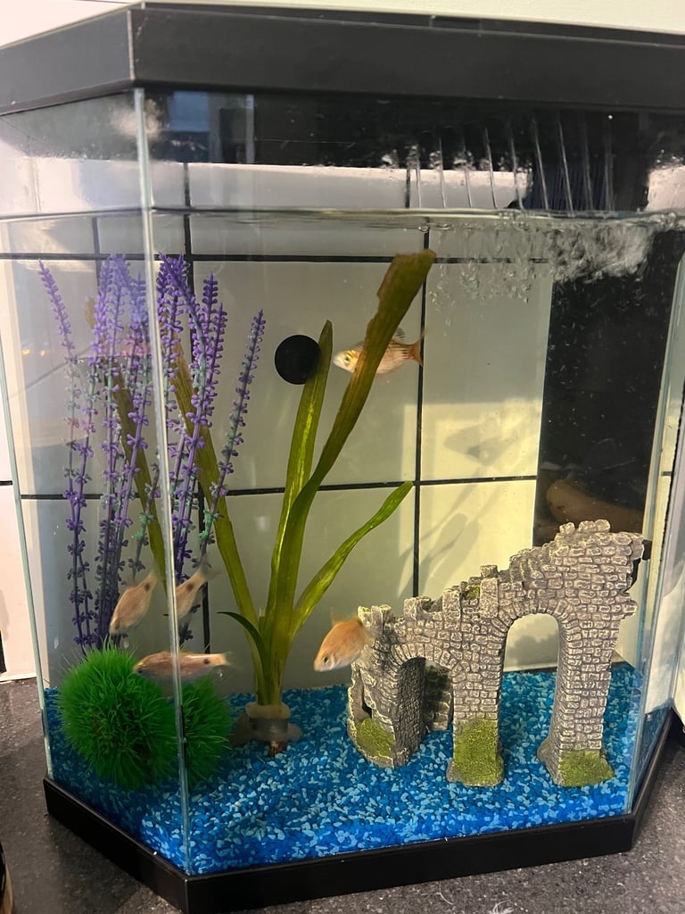 image for   Free Cold water fish and tank