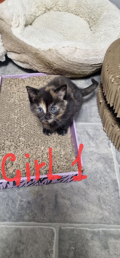 2 ginger boys and 2 mix girls