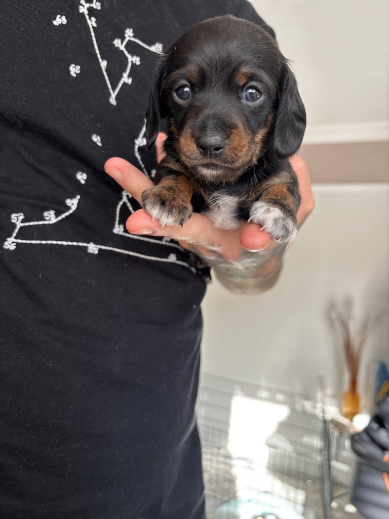 Miniature dachshund for sale £1200