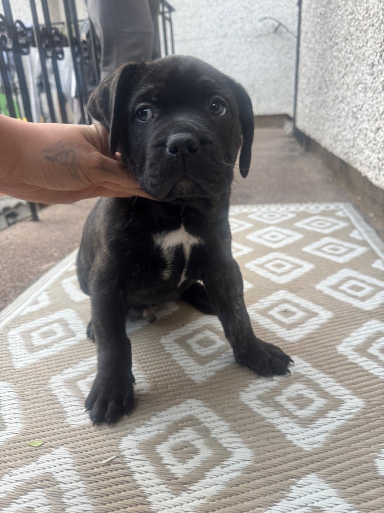 Cane corso boy 