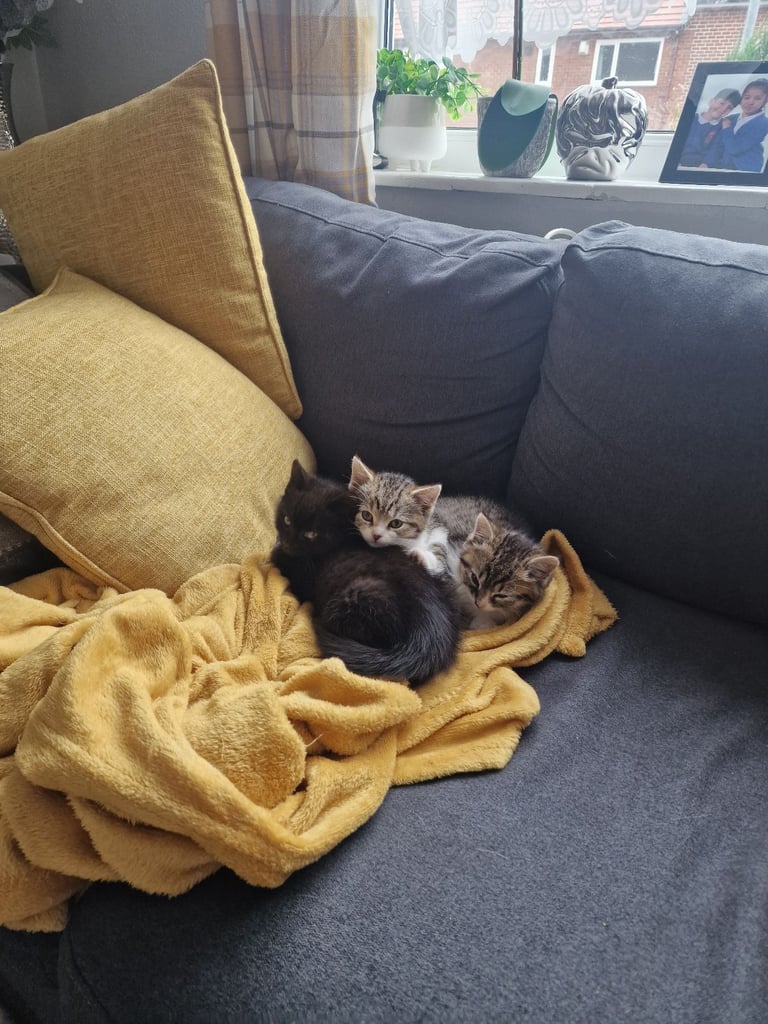 Three kittens 😸 