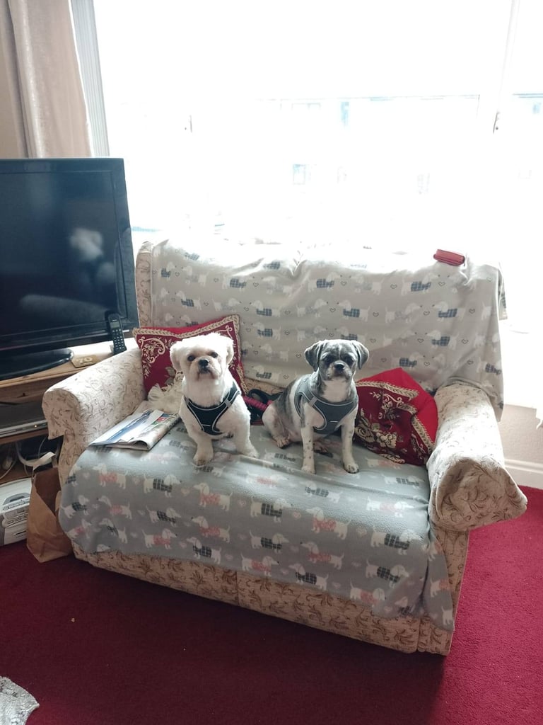 shih tzu puppies