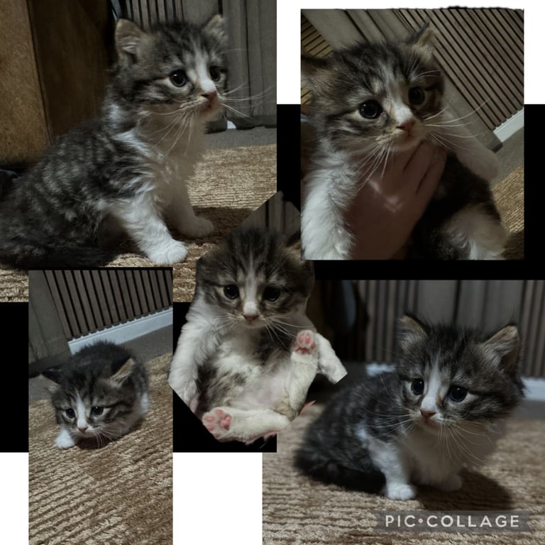 2 beautiful male kittens