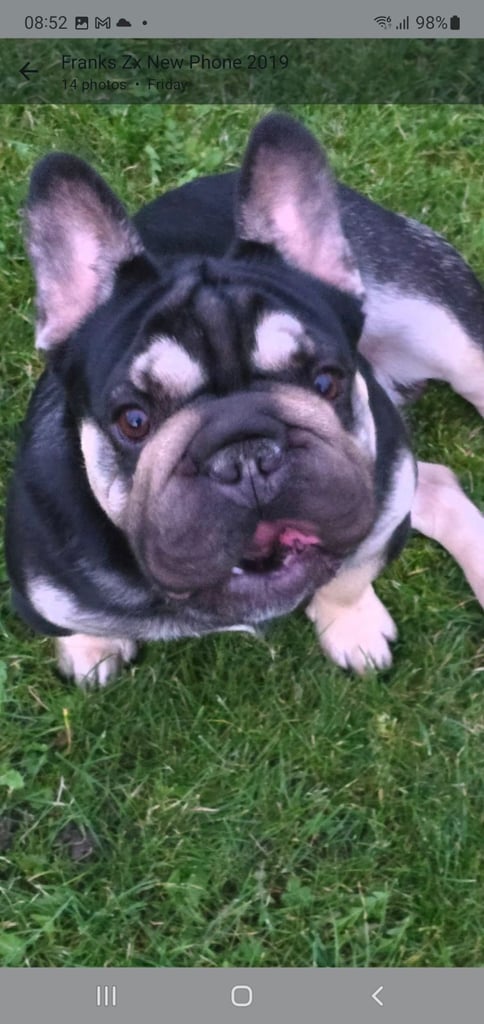 Quality French bulldog  for sale 