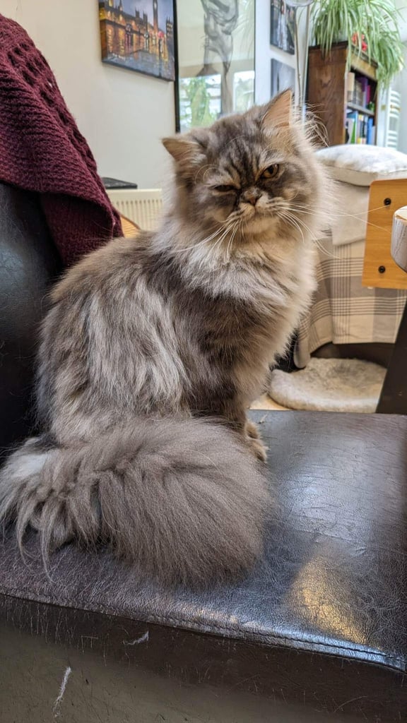 Persian kitten grey with some white