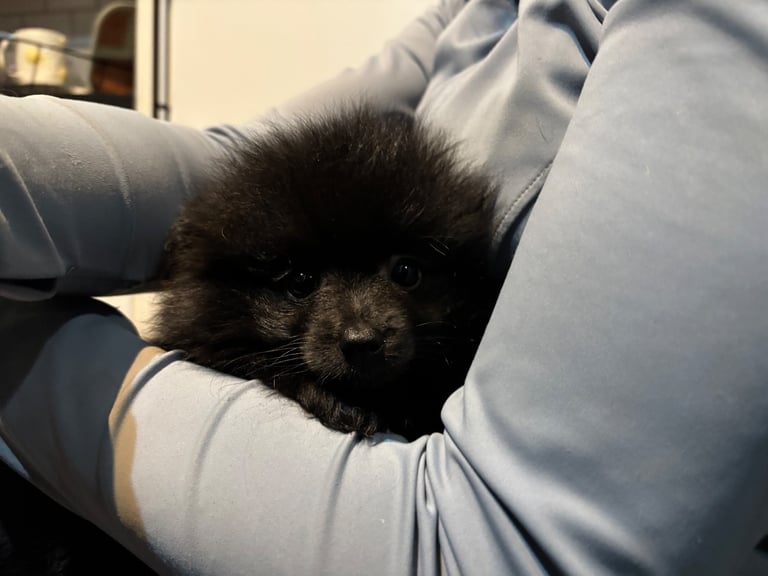 Pomeranian Puppy 