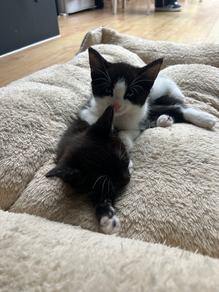 Two beautiful baby cats.