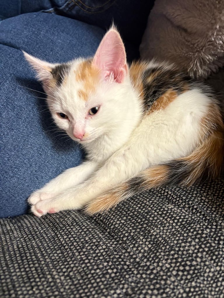 Boy and girl kitten and play zone 